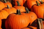 pumpkin-970236_640